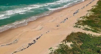 Secluded Beachfront Vibes Surf Pet Friendly