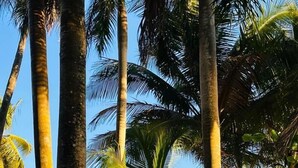Ein tropischer Garten mit Palmen und verschiedenen Pflanzen.