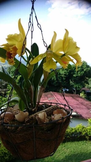A hanging basket with yellow flowers and eggshells. - Sede campestre PEÑA NEGRA (Tena)