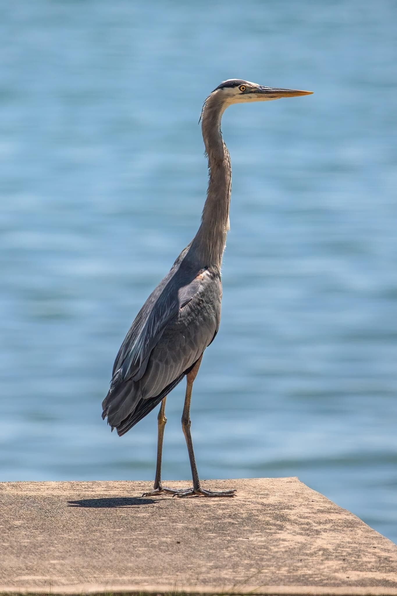 Una garza posada sobre una cornisa de hormigón junto a un cuerpo de agua.