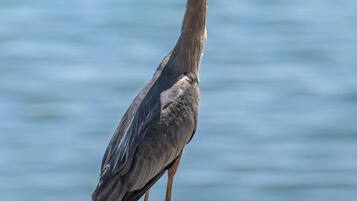 Una garza posada sobre una cornisa de hormigón junto a un cuerpo de agua.