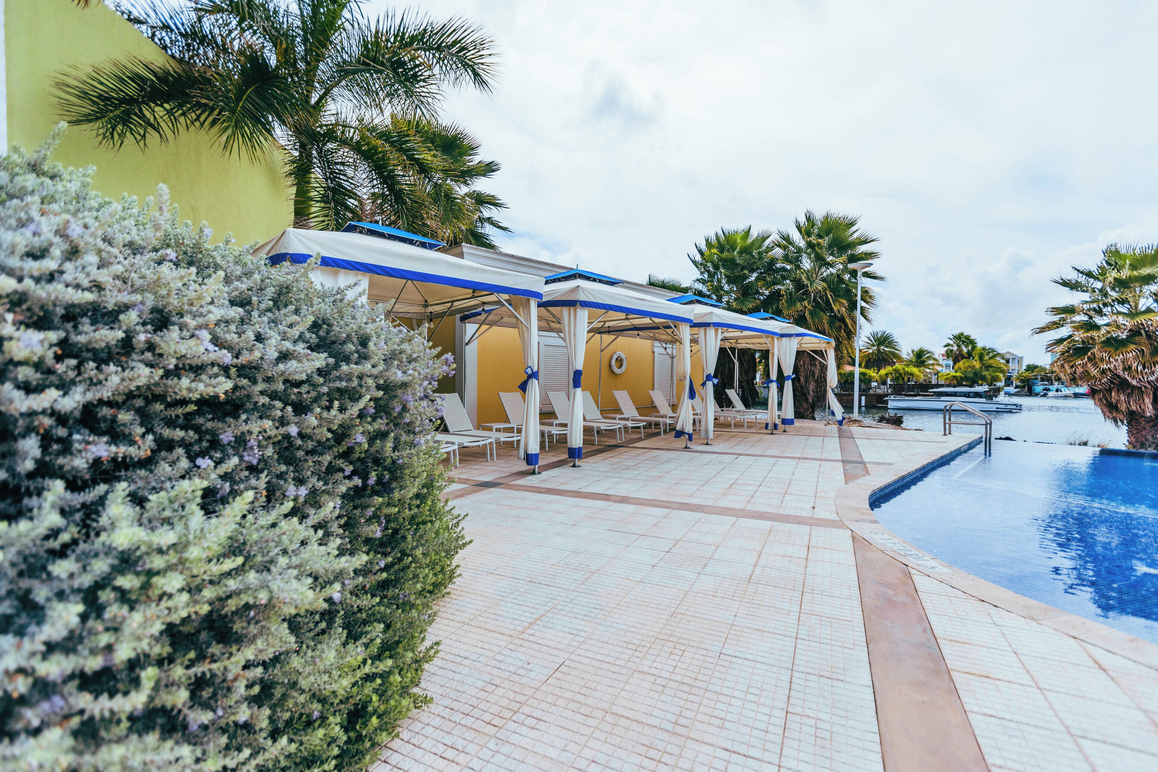 A poolside area with lounge chairs and umbrellas, a pool, and palm trees.