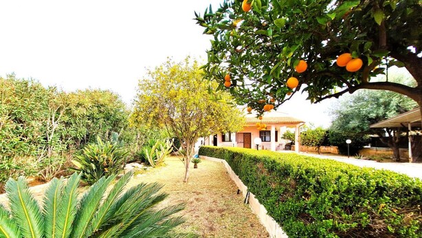 Un jardín bien cuidado con diversas plantas y un árbol con frutos.