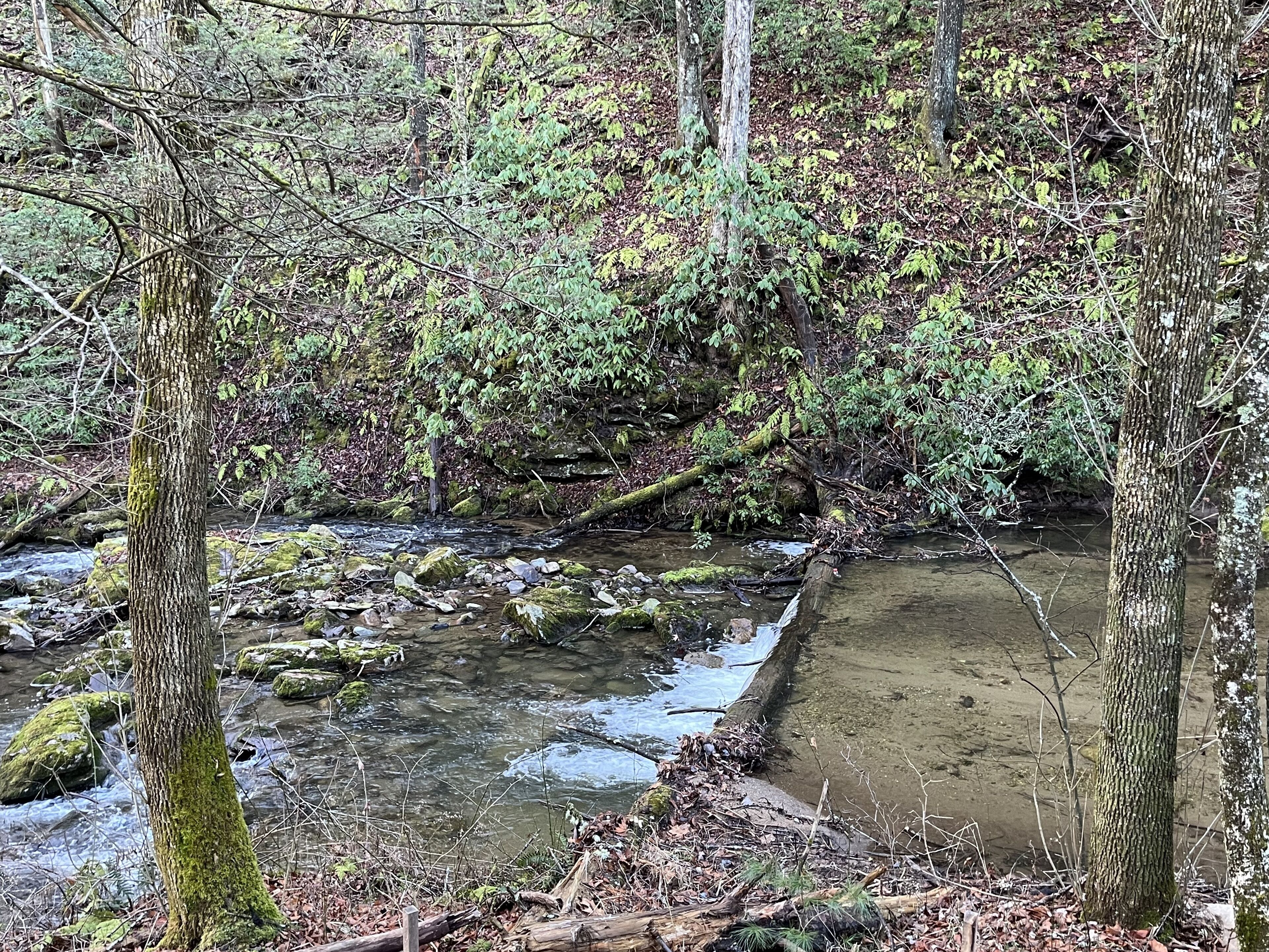 Un ruisseau de forêt, avec des rochers et des arbres couverts de mousse.
