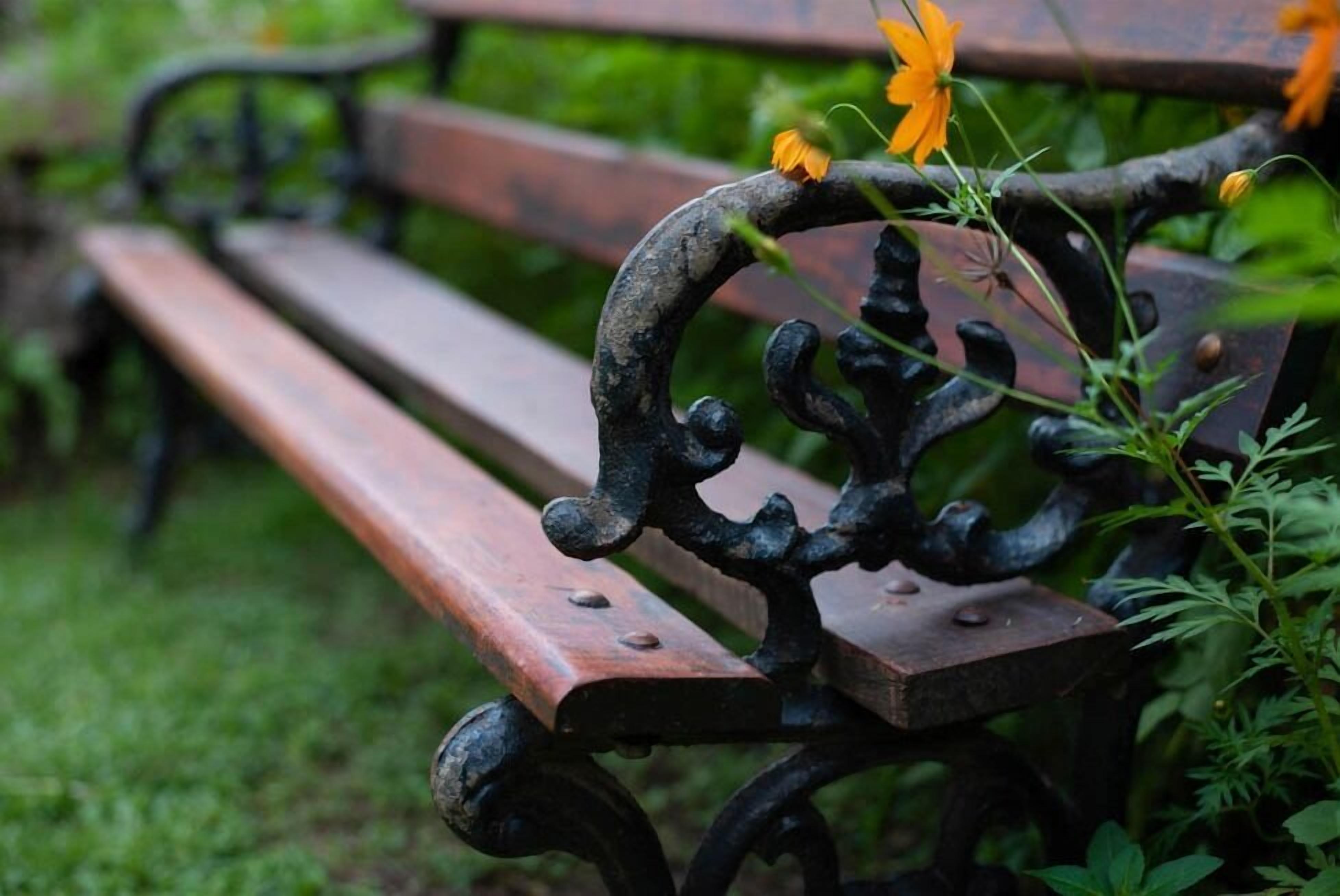 Un banc en bois, doté de jolis accoudoirs en métal et sur lequel pousse une fleur.