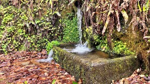 A natural stone water feature surrounded by lush greenery and fallen leaves.