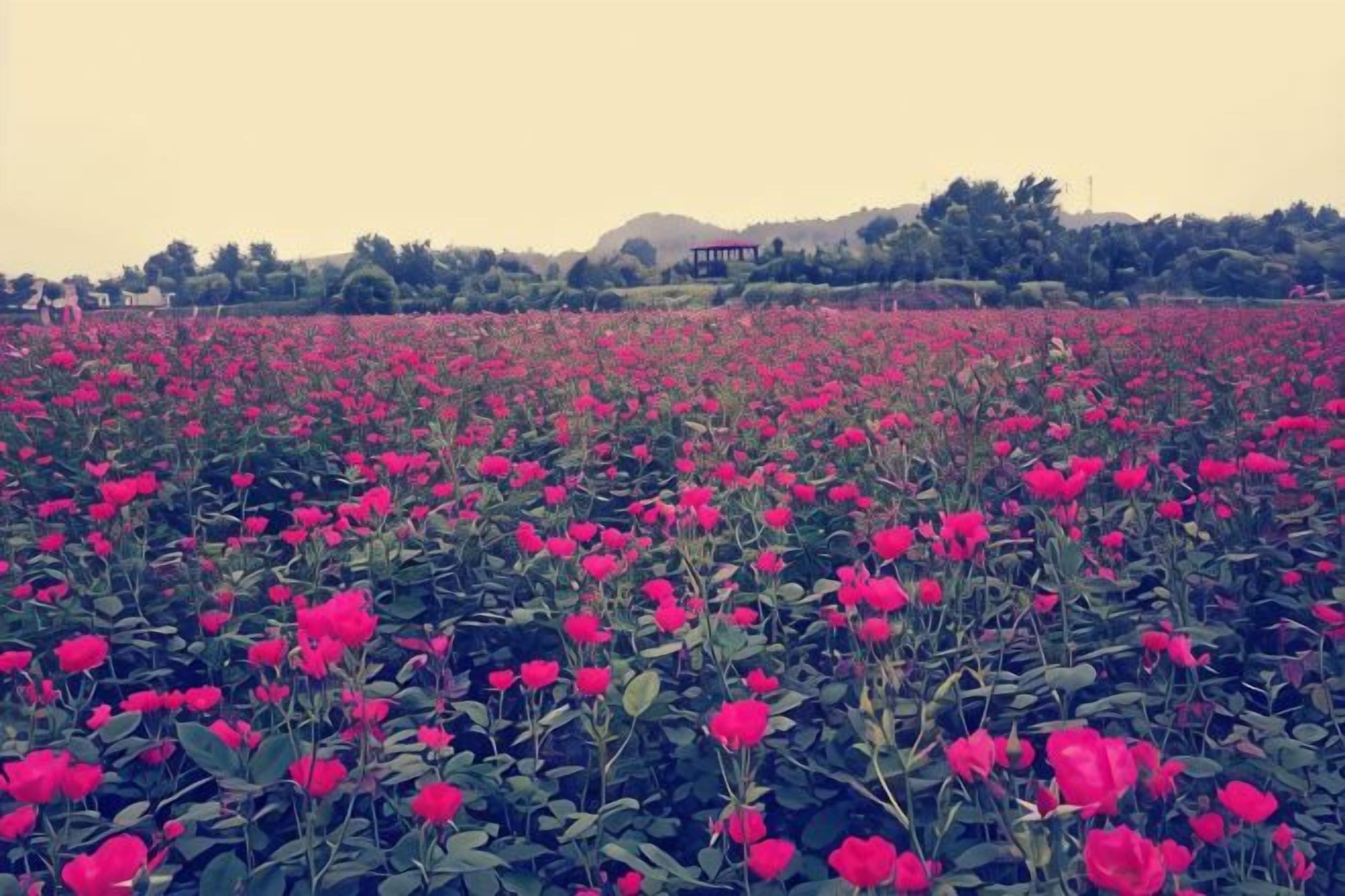 A field of red flowers with a building in the background.