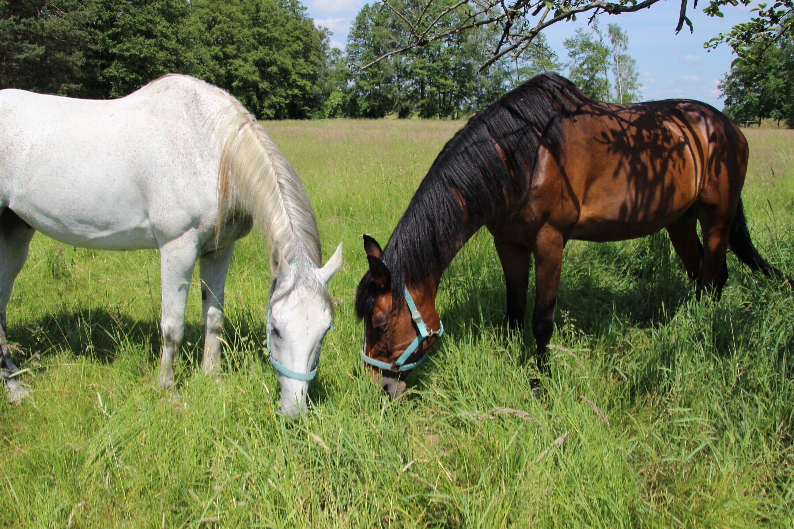 Dos caballos pastando en un campo con árboles al fondo.