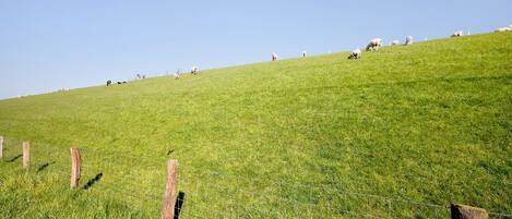 Une colline herbeuse, délimitée par une clôture en fil de fer et des poteaux en bois.