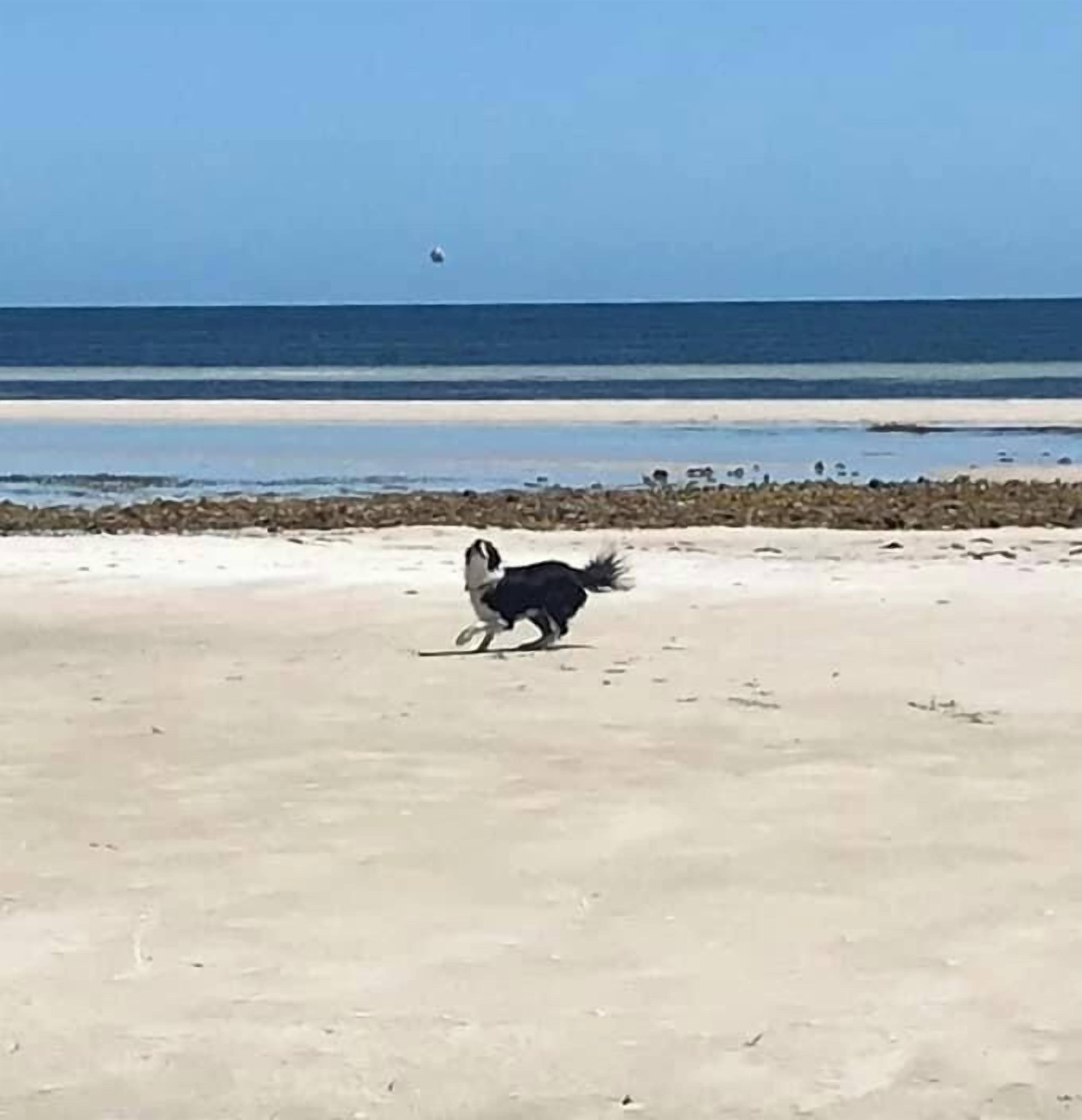 Une scène de plage où l’on voit un chien qui court sur le sable.