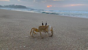 A beach with a crab on the sand and the ocean in the background. - Villa Talay (Talalla)