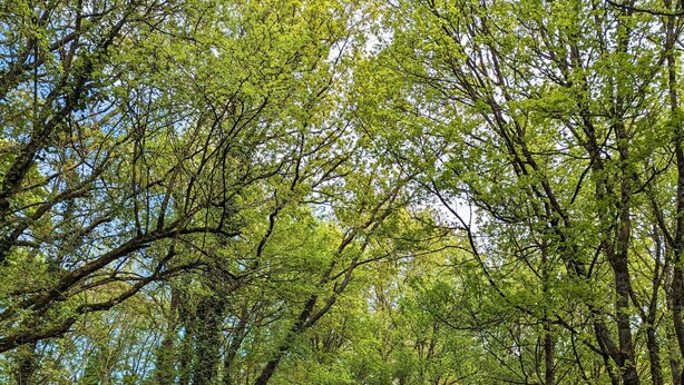Una cabaña en un bosque con una cama, una mesa y sillas.