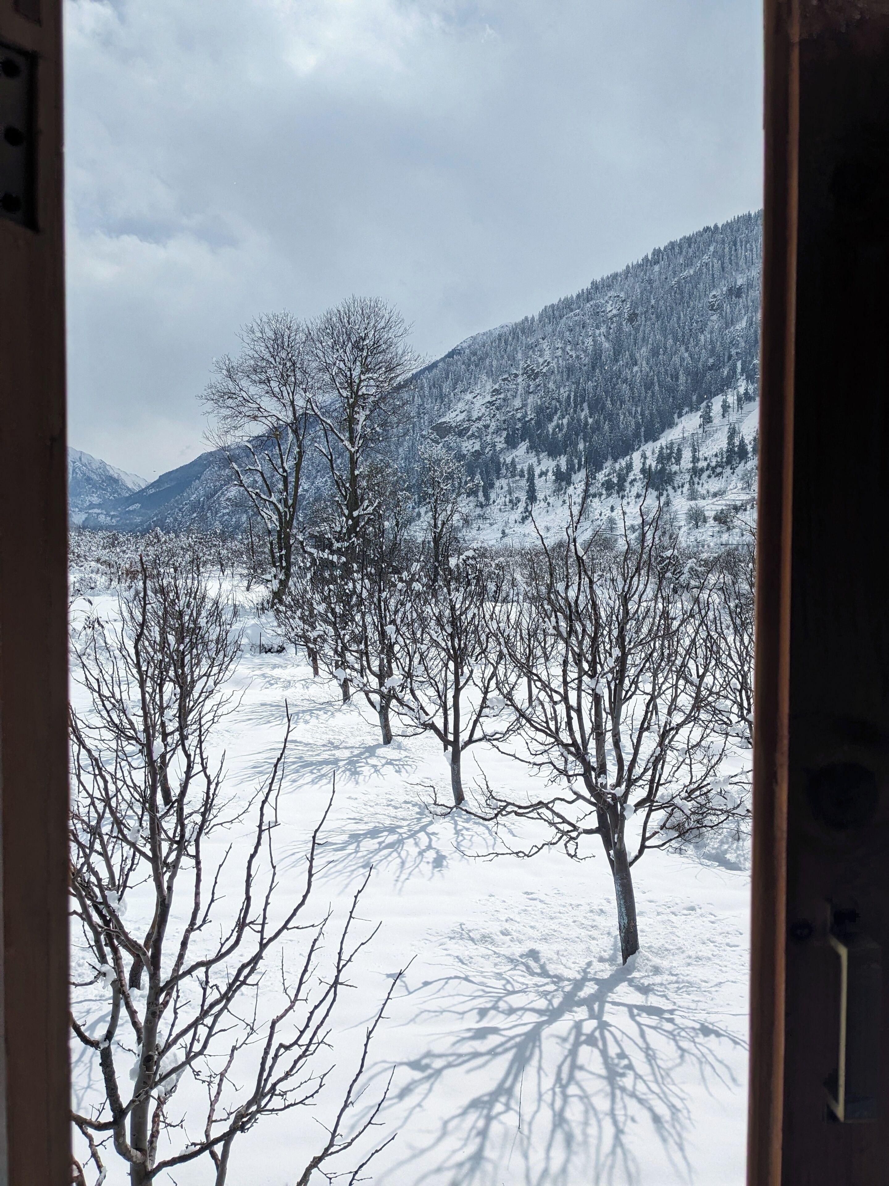 A snowy landscape with bare trees and mountains in the background.