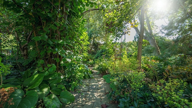 Ein gepflasterter Weg, umgeben von üppiger Vegetation und Bäumen.