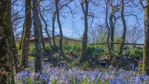 A garden with trees and a stone wall. - Honeysuckle Cottage, Holiday Cottage Lochvane, Nr Solva, Sleeps 5, 2 bedrooms,  bathrooms (Solva)