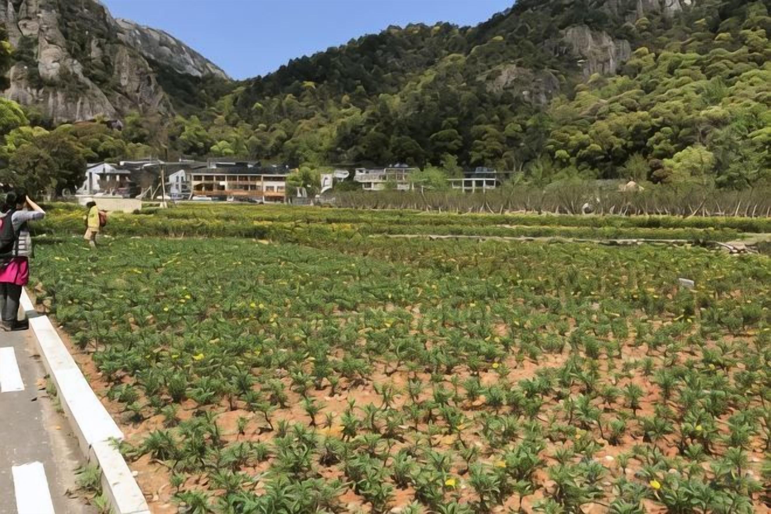 Un campo con cultivos, una carretera y edificios al fondo.