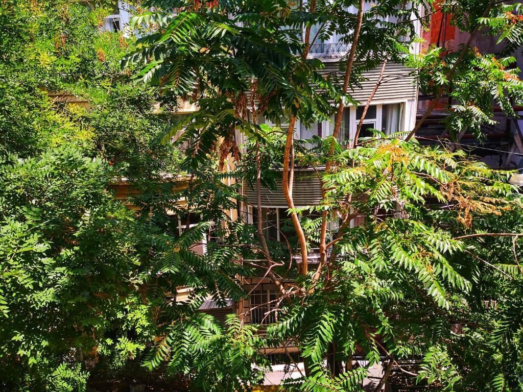 Un edificio en parte oculto por una vegetación densa.