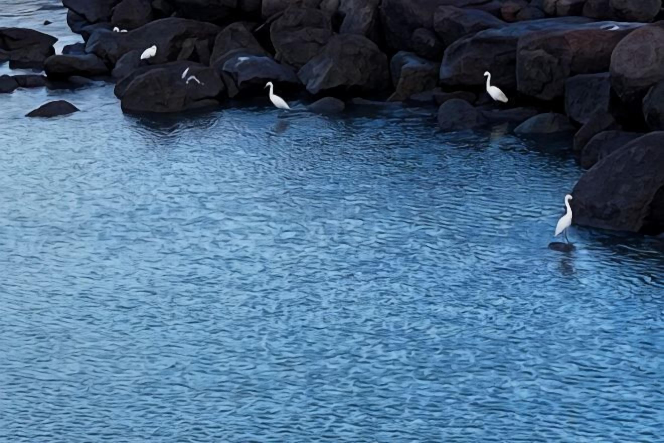 A body of water with rocks and several birds.