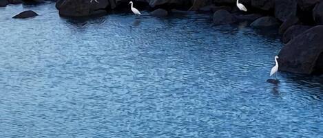 A body of water with rocks and several birds.