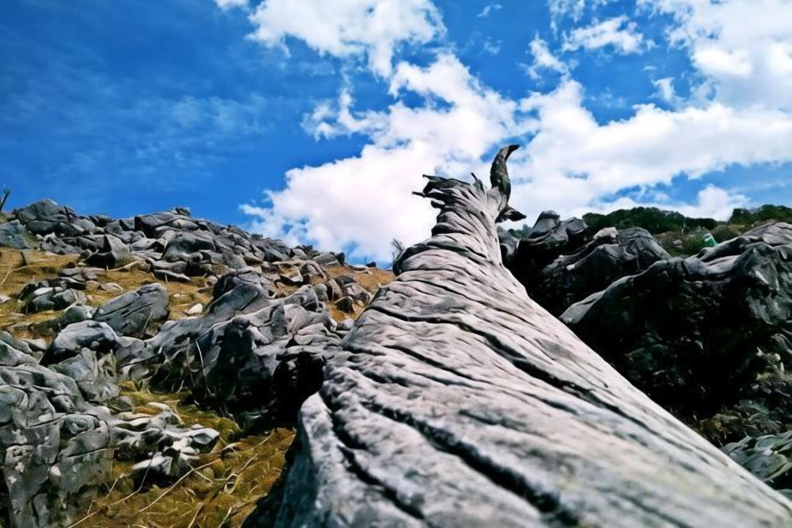 منوع