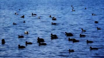 Um grupo de patos nadando na água.