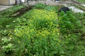 A garden with yellow flowers and green foliage. - Yunshuiyao Yunshui Guest House (Nanjing County)