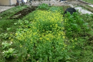 Un jardín con flores amarillas y follaje verde.