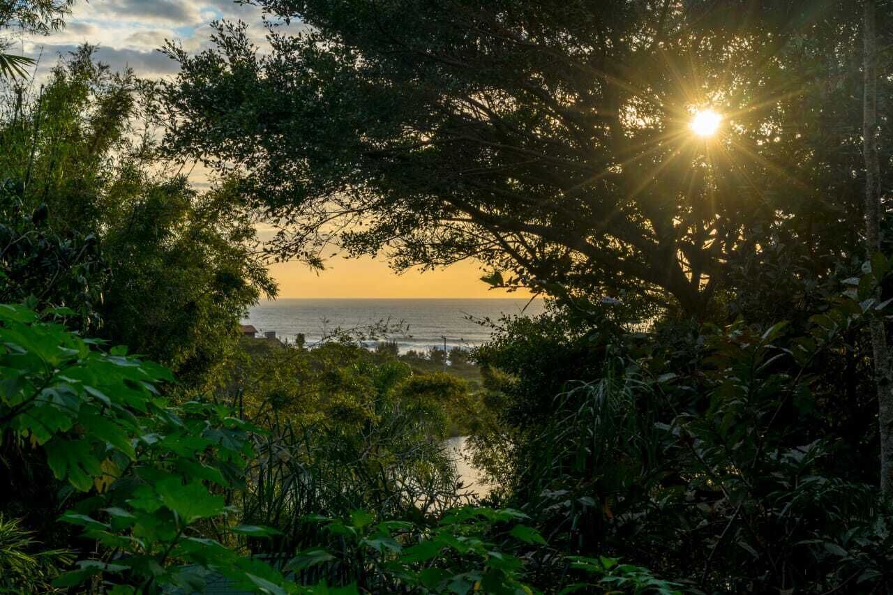 Un paisaje natural con vegetación densa y vista al mar.