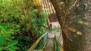 Una scala in legno con ringhiera verde, immersa nel verde lussureggiante e con un grande tronco d'albero.