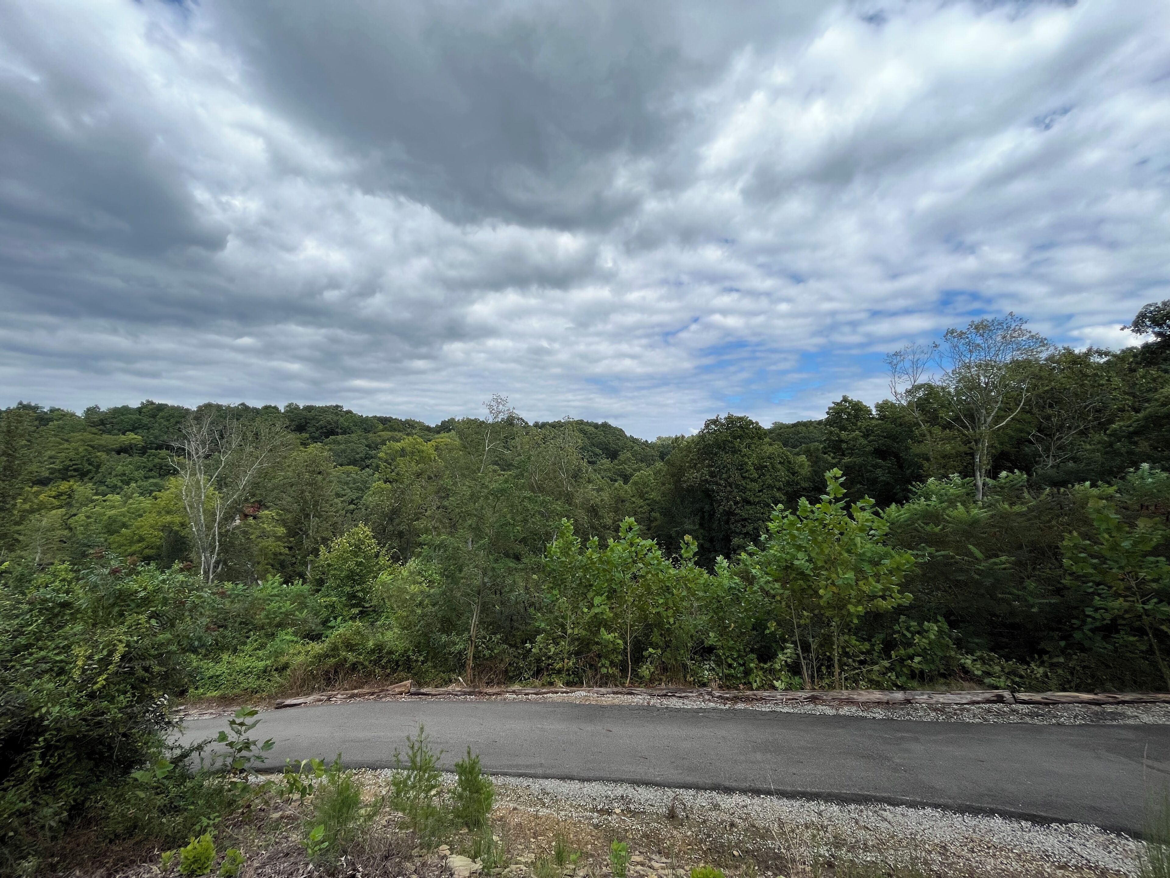 A road curving through a forested area with dense trees and a cloudy sky.