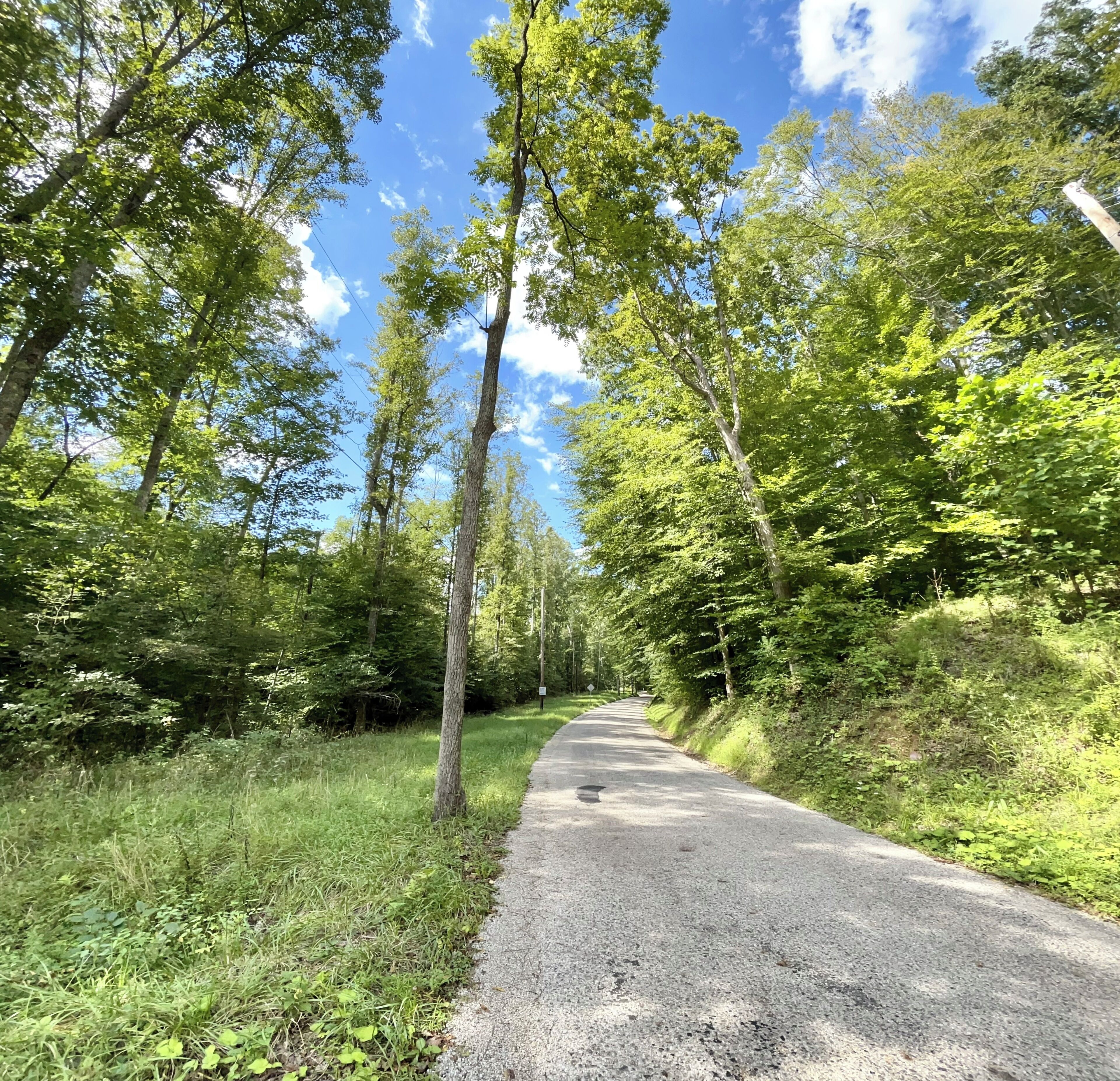 Una carretera pavimentada rodeada de abundante vegetación y árboles.