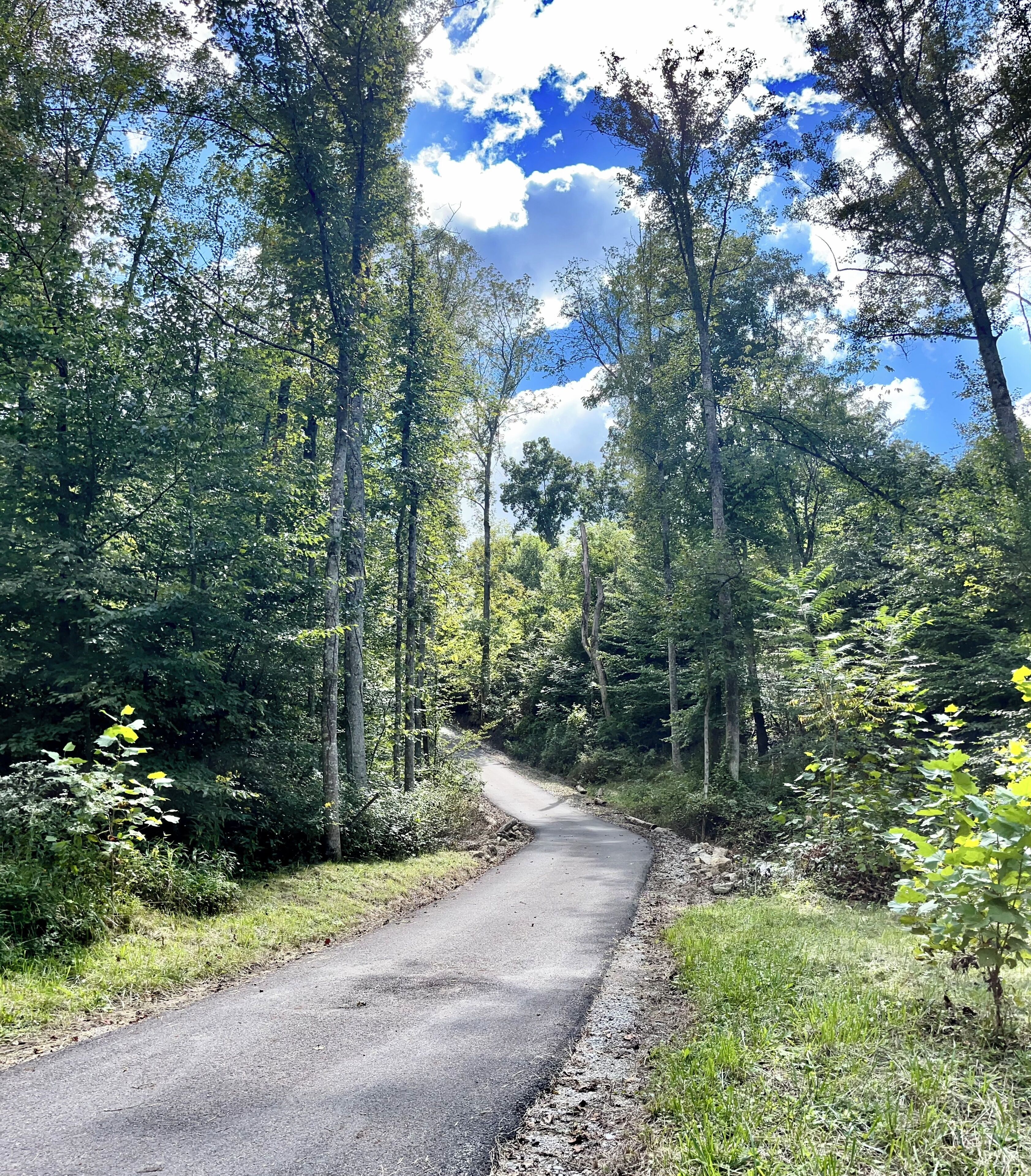 Un camino asfaltado serpentea por un bosque de árboles altos y cielo despejado.