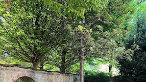 A garden with a brick wall, lush greenery, and a tree.