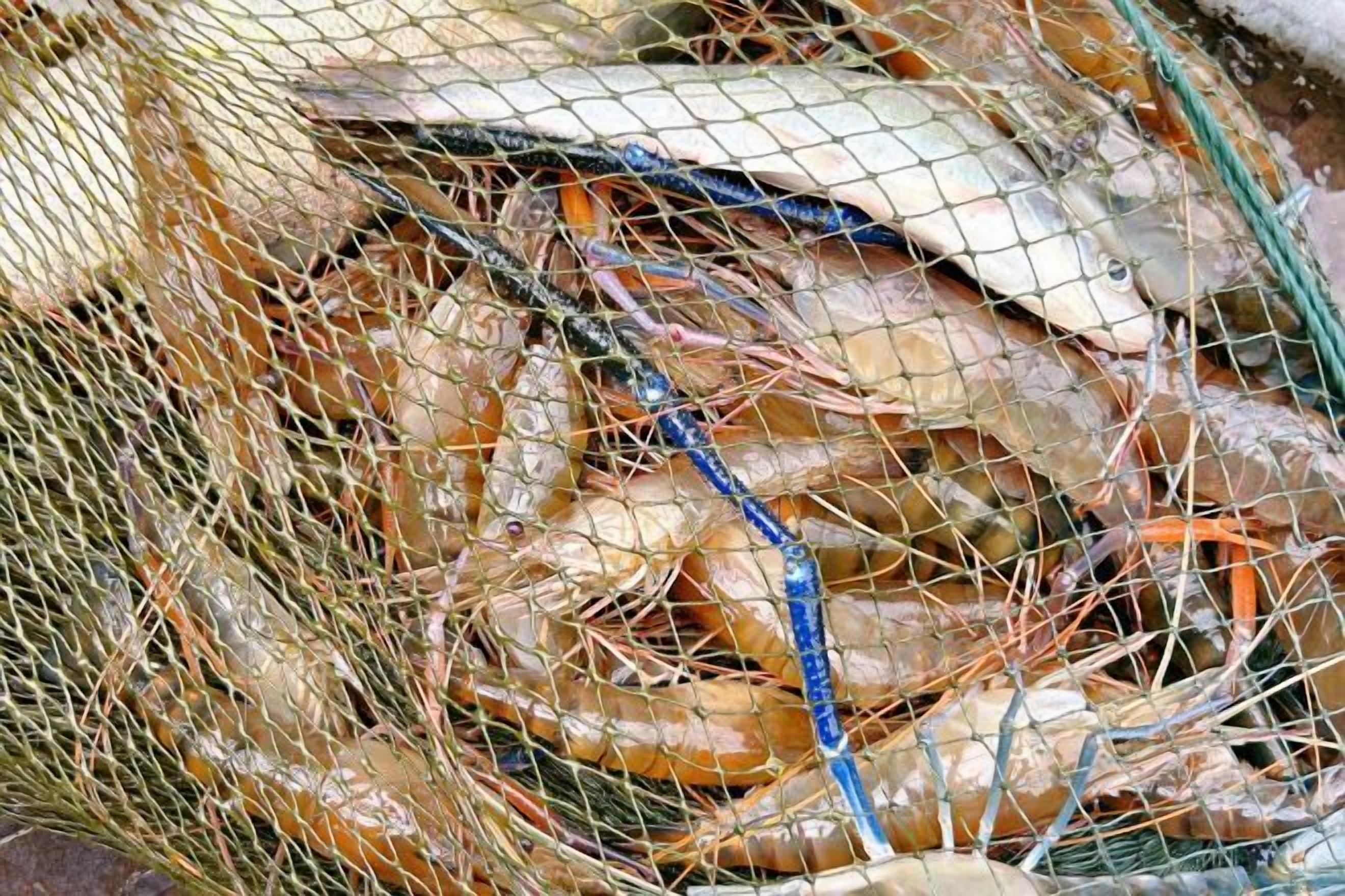 A net filled with various seafood, including shrimp and fish.
