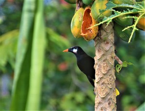 Food and drink - Habitación Frente a la Playa Caribeña de Tortuguero, a tan Solo 15 Pasos del mar (Limón)