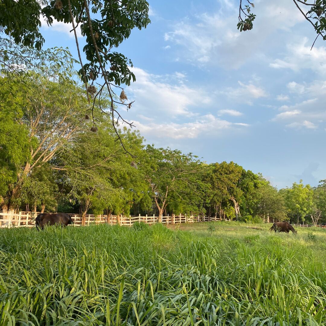 Ngoại thất