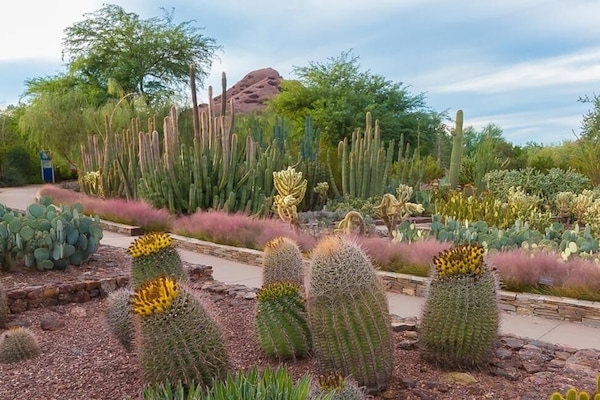 The gorgeous Desert Botanical Garden is a 6 minute drive from the house.