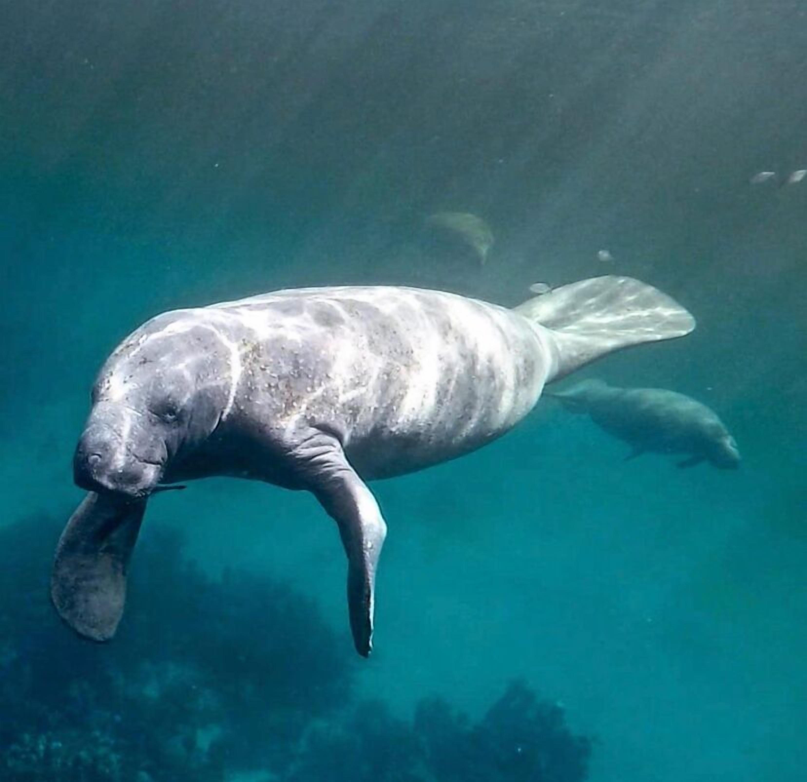 A manatee swimming underwater.