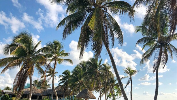 Una spiaggia con palme, un edificio a tetto di paglia e un’area sabbiosa con alcuni lettini.