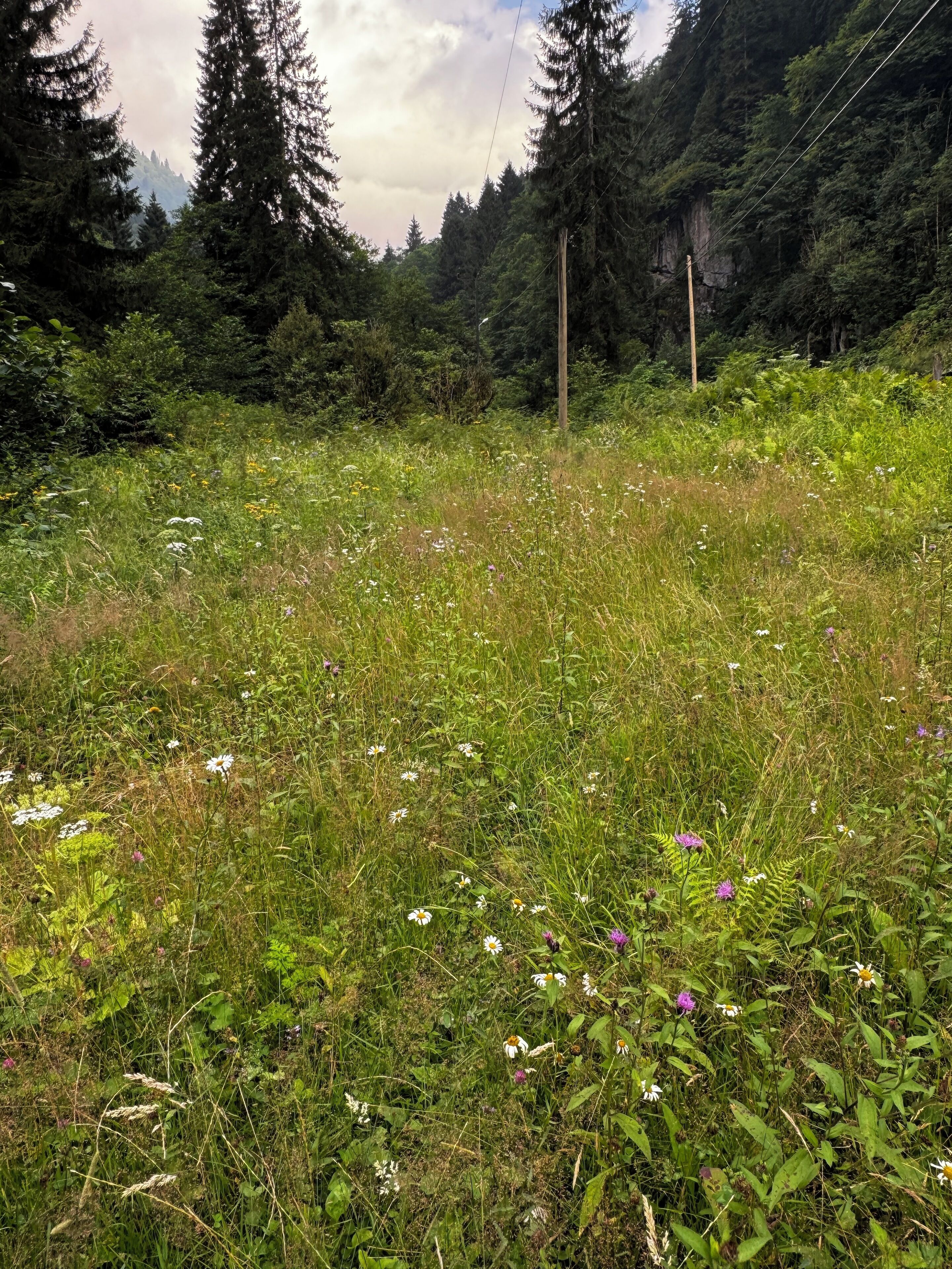 Een natuurlandschap met dicht bos, een weide vol bloemen en een bergketen in de verte.