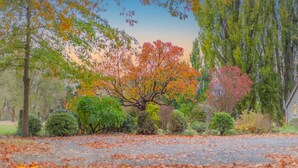 Ein Park mit einem großen Baum in der Mitte, umgeben von verschiedenen Sträuchern und Bäumen.
