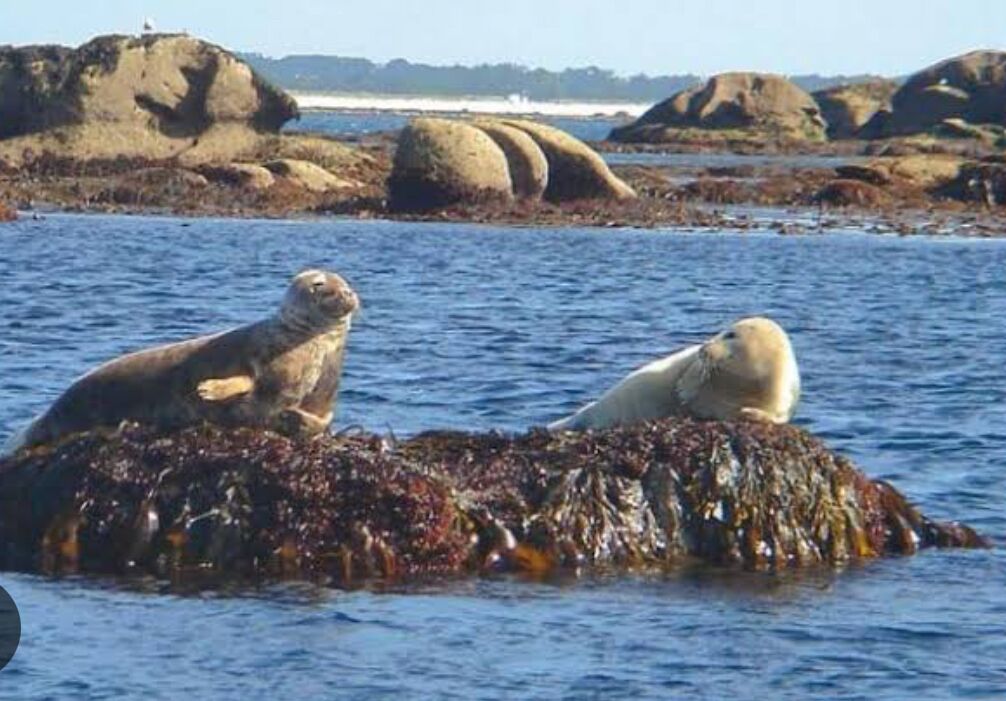 Two seals on a rocky outcrop in the water.