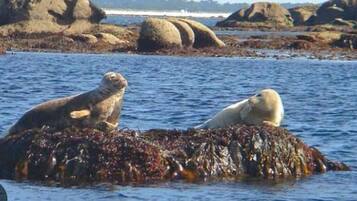 Two seals on a rocky outcrop in the water.