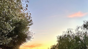 A garden with cacti and trees during sunset. - Fallbrook’s guest-pool house : An old Hollywood stars escape (Fallbrook)