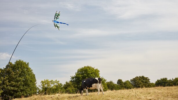 A cow grazing in a field with a kite flying in the sky.