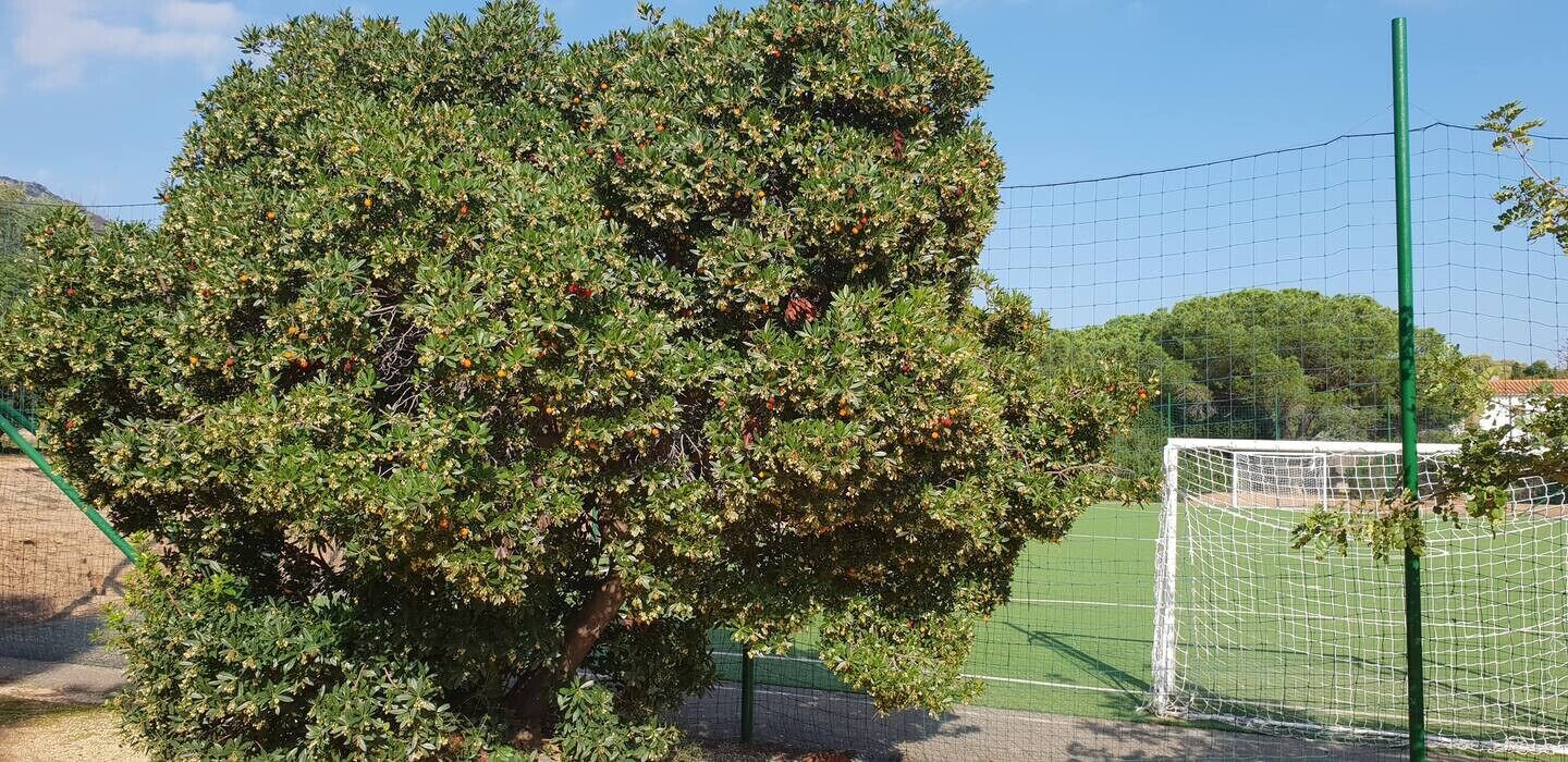 Campo esportivo