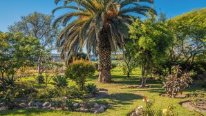 Un jardín bien cuidado con diversas plantas y una palmera destacada.