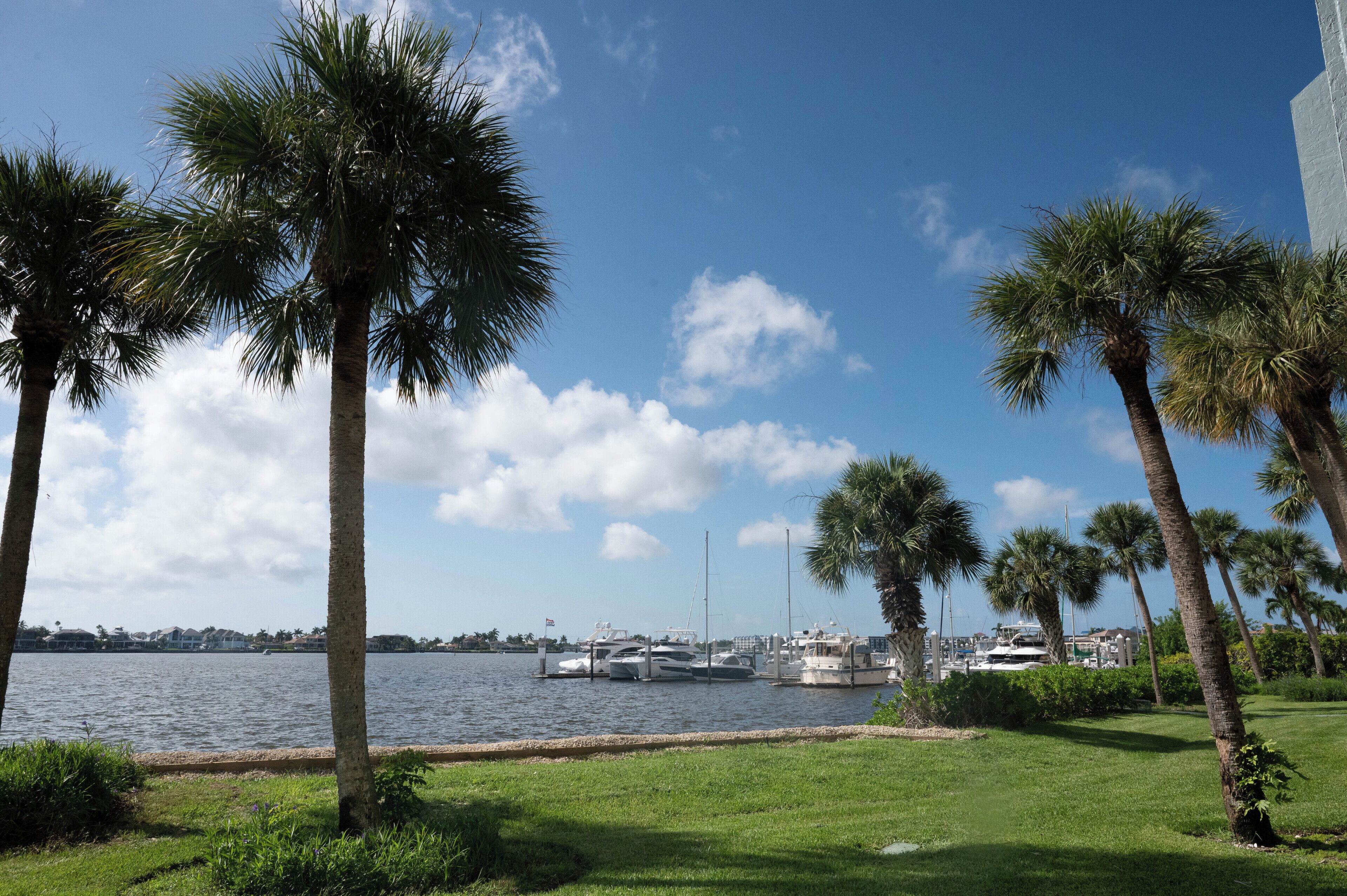 A marina with several yachts docked, surrounded by palm trees and a grassy area.