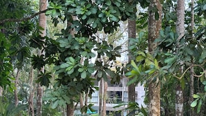 A dense forest with tall trees and a building partially visible in the background. - Modern Family - sized  2 bedroom 2 bath condo just  10 min walk to the beach (Puntarenas Province)