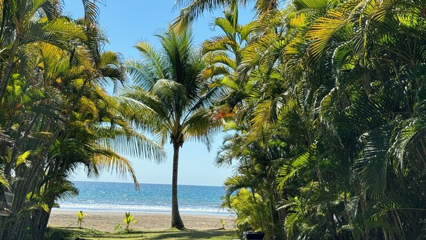 A pathway leading to a beach with palm trees and rocks. - Modern Family - sized  2 bedroom 2 bath condo just  10 min walk to the beach (Puntarenas Province)